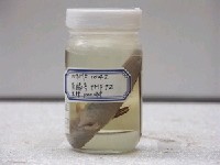 藏品(大彈塗魚)的圖片